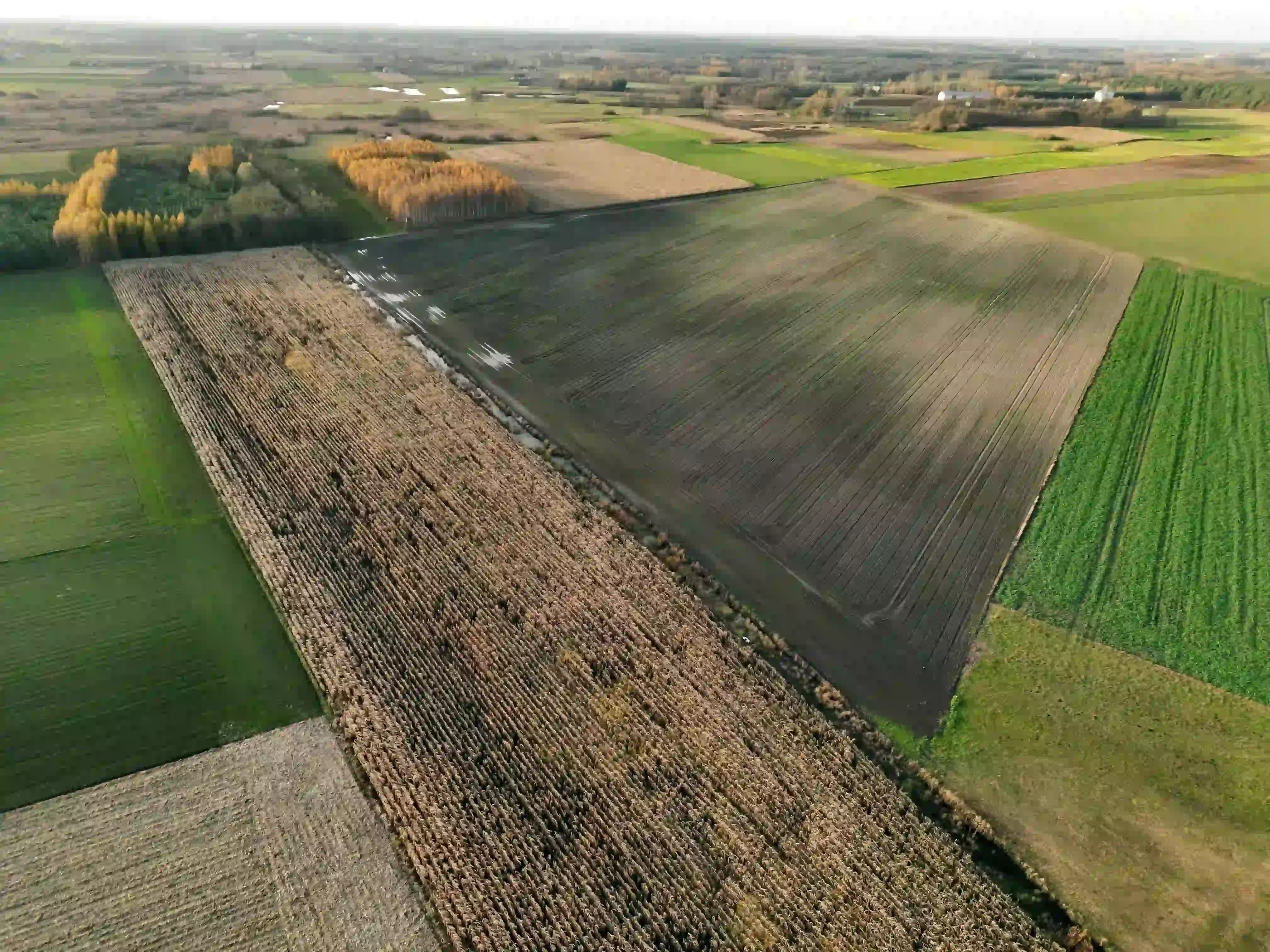 Uprawa kukurydzy objęta pomiarem szkody