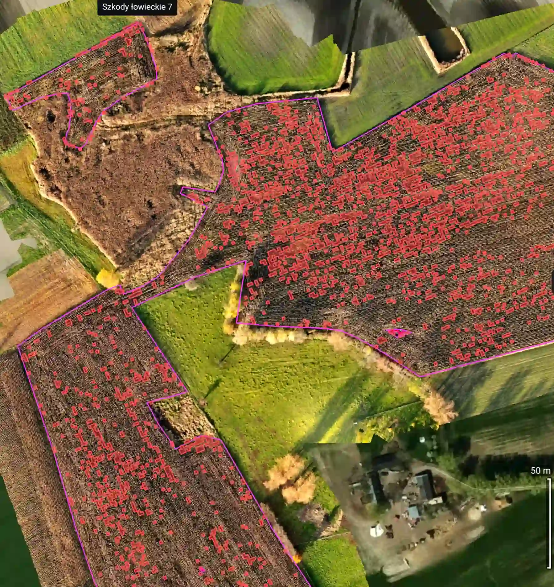 Realizacja Sky Agro Tech – wydzielone strefy uszkodzeń na polu kukurydzy