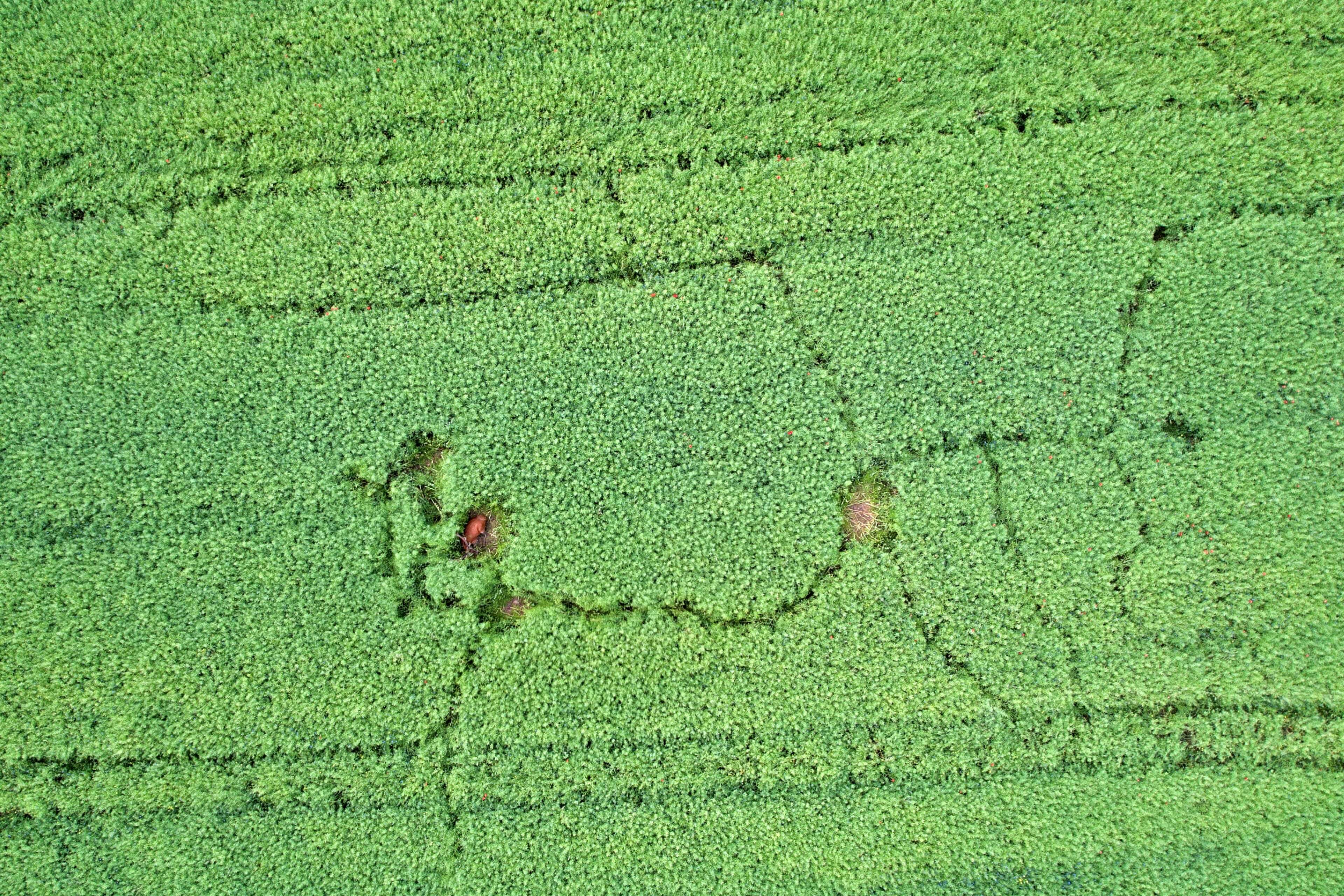 Inwentaryzacja zwierzyny dronem z kamerą termowizyjną