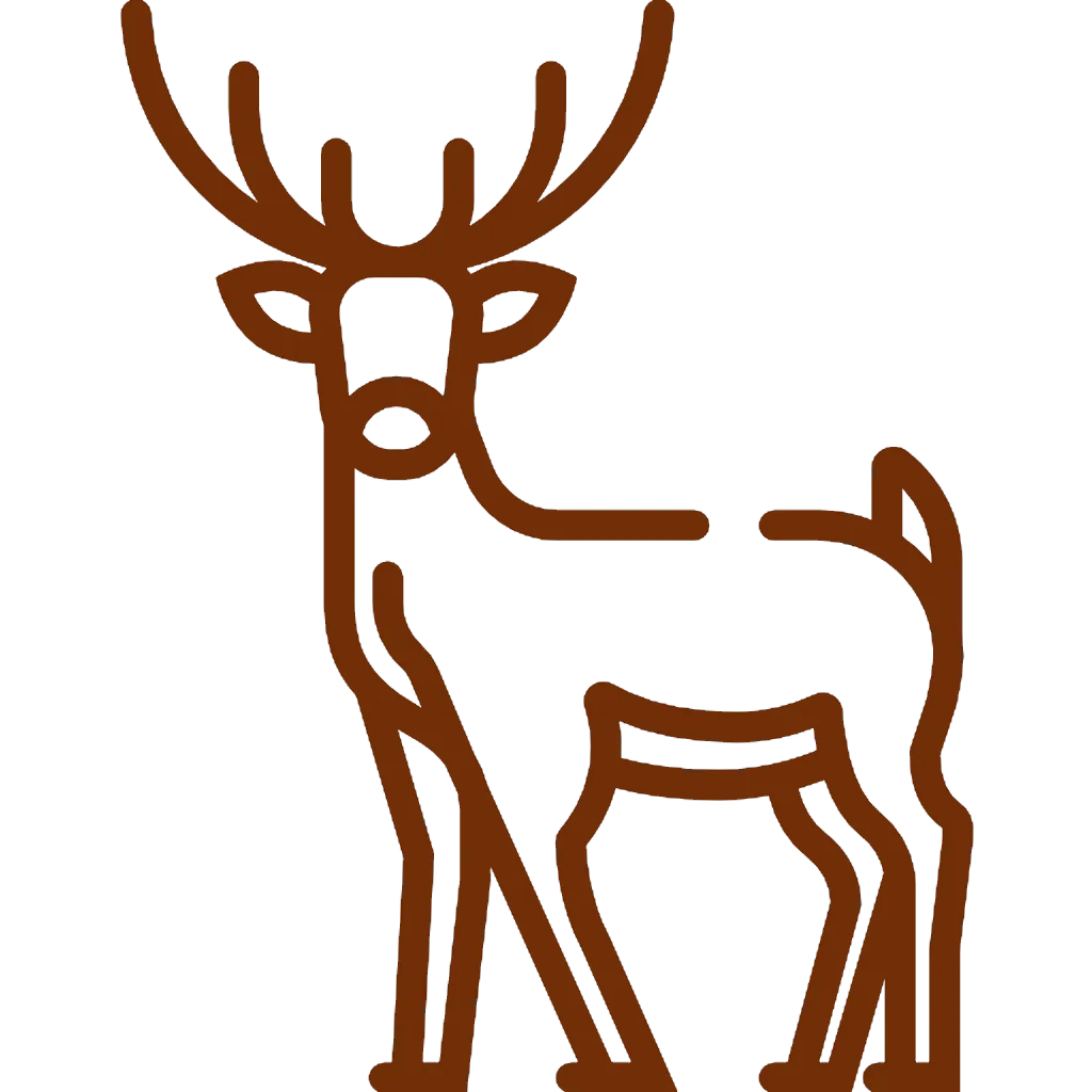 Jeleń – szkody łowieckie w uprawach