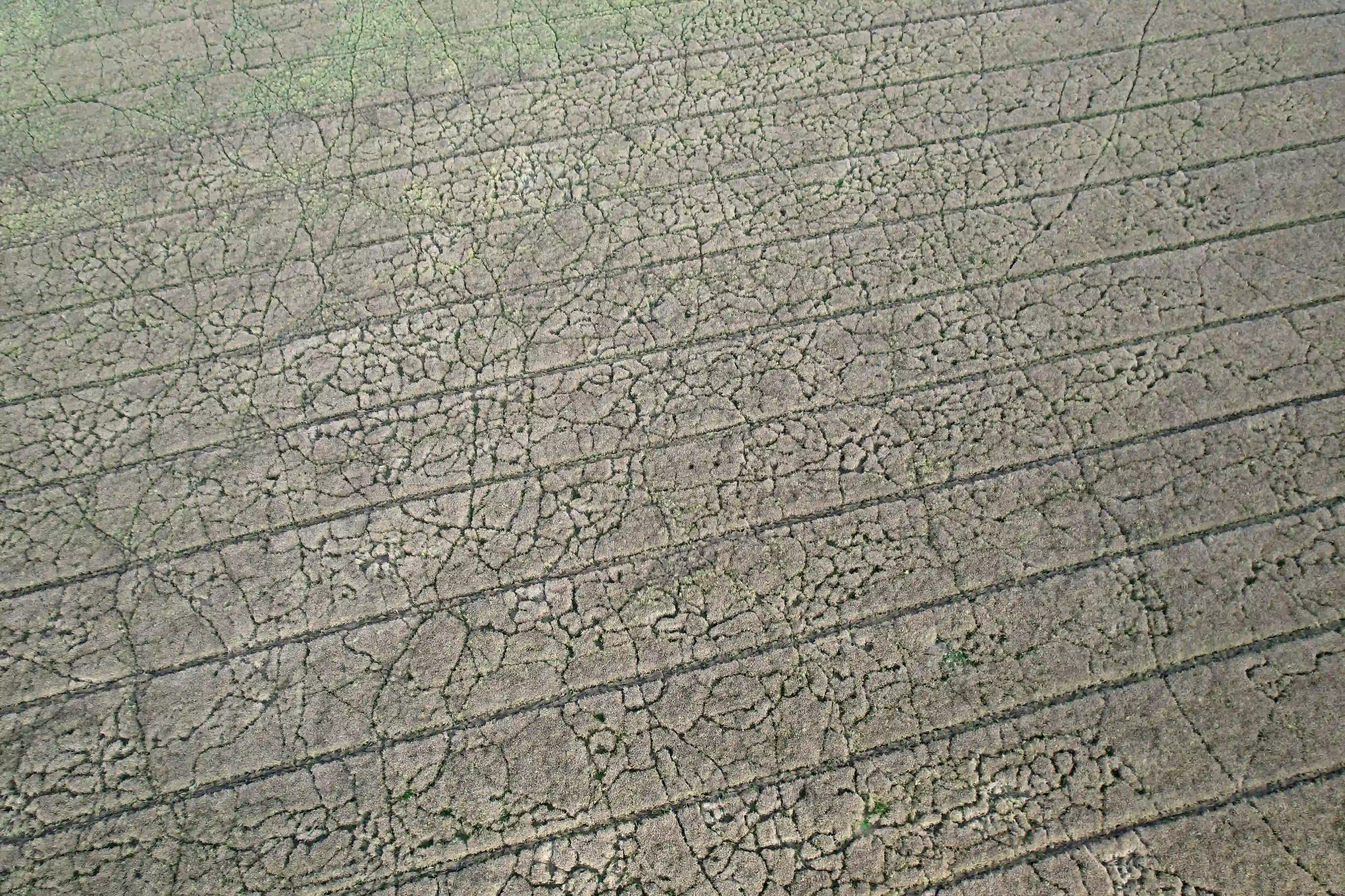 Ukośne zdjęcie łanu rzepaku z licznymi nieregularnymi ścieżkami i przejściami pomiędzy regularnymi liniami agrotechnicznymi