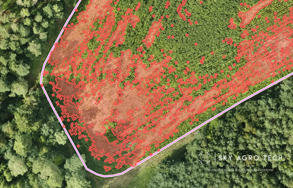 Ortofotomapa szkód łowieckich w kukurydzy po analizie Sky Agro Tech
