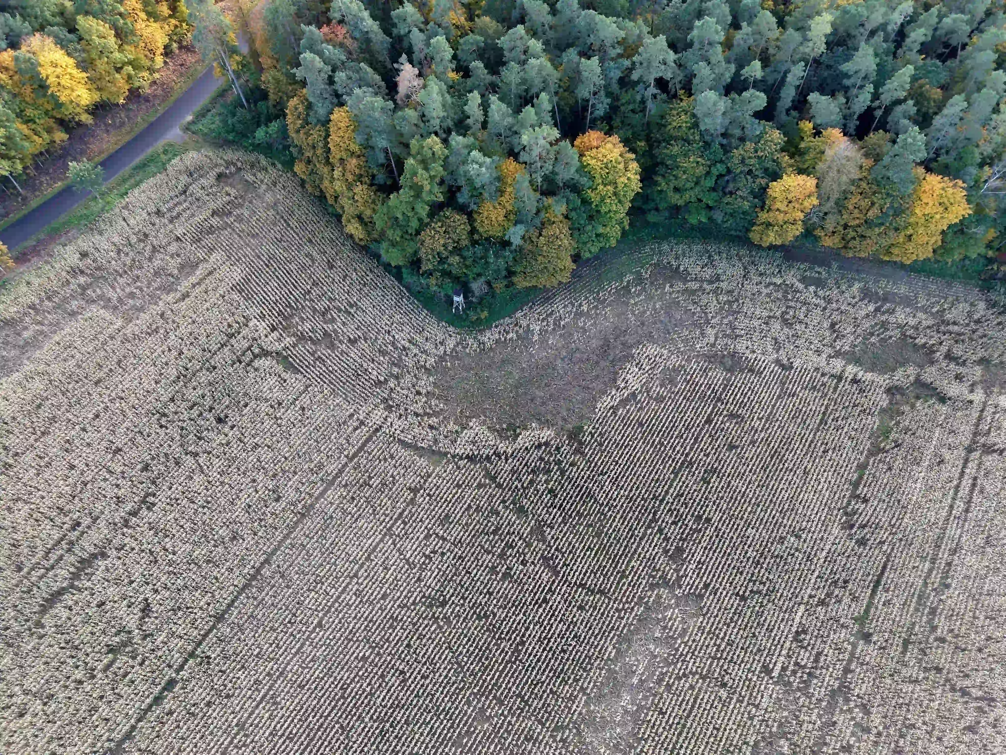 Widok z drona na kukurydzę i zadrzewienie znajdujące się w analizowanym terenie